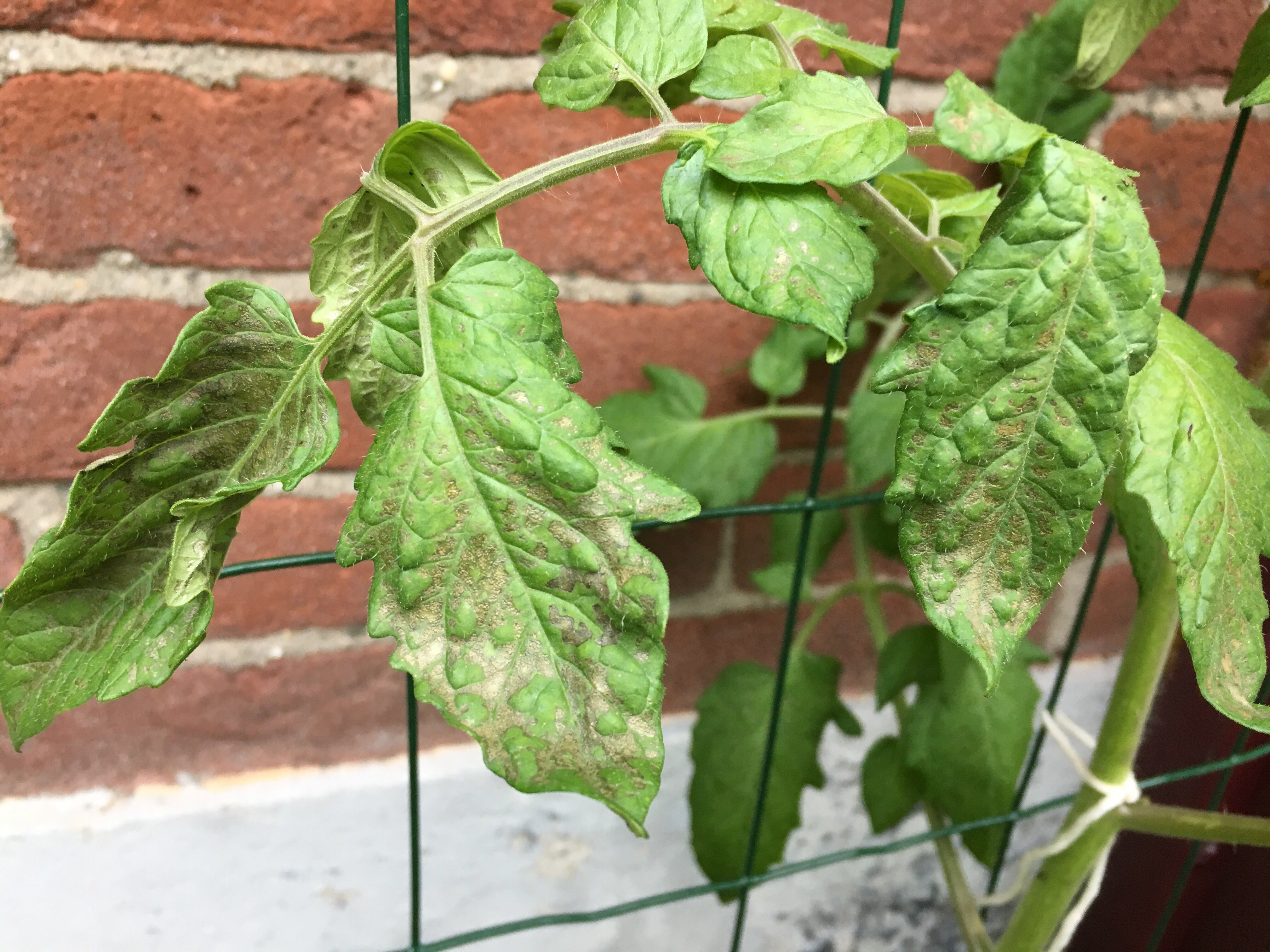 Bruin blad tomaat?! - Makkelijke Moestuin