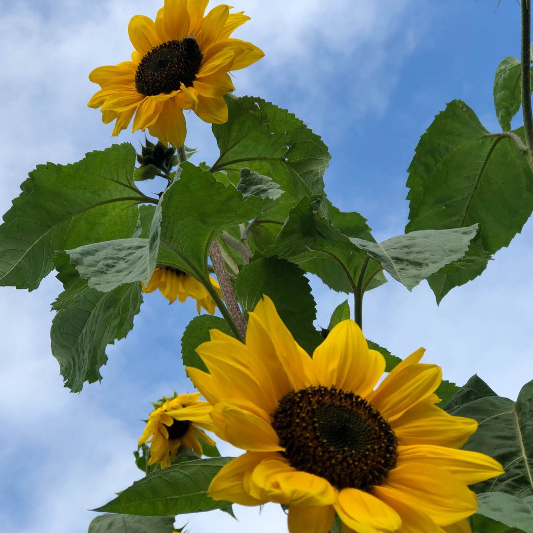 Zonnebloem zaden voor Makkelijke Moestuin Makkelijke Moestuin
