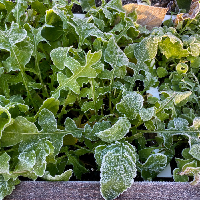 De moestuin in winterstand