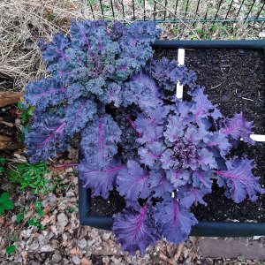 Purple kale