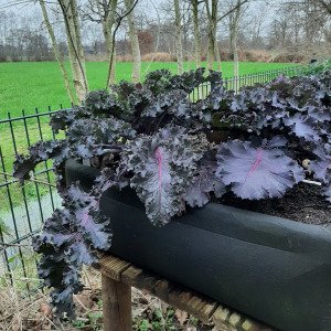 Purple kale