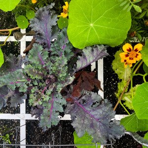 Purple kale