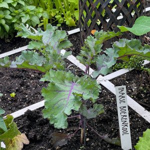 Purple kale
