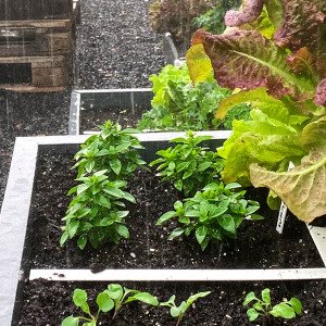 Bush basil