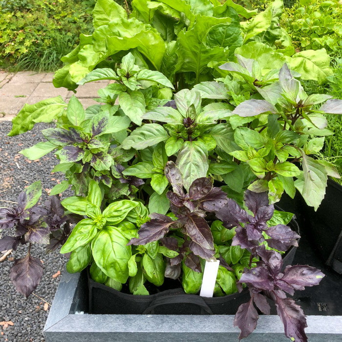 Basil mix