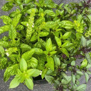 Basil mix