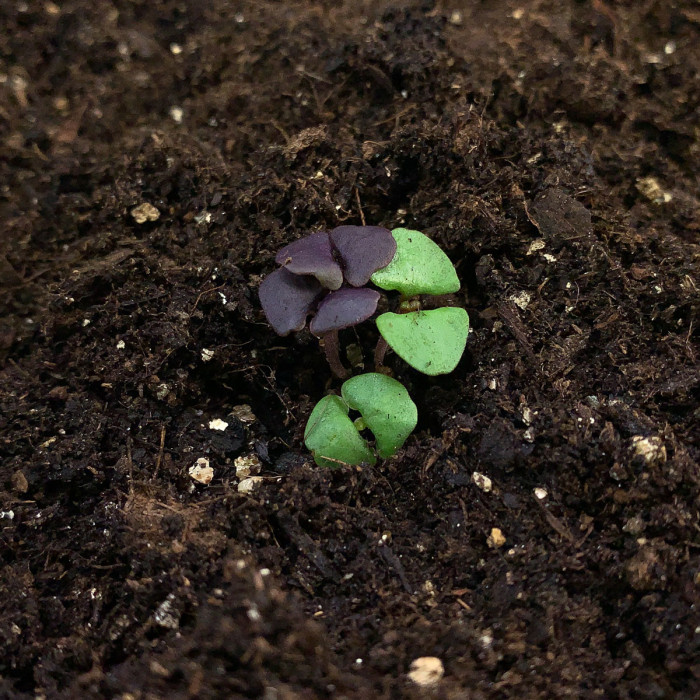 Basil mix