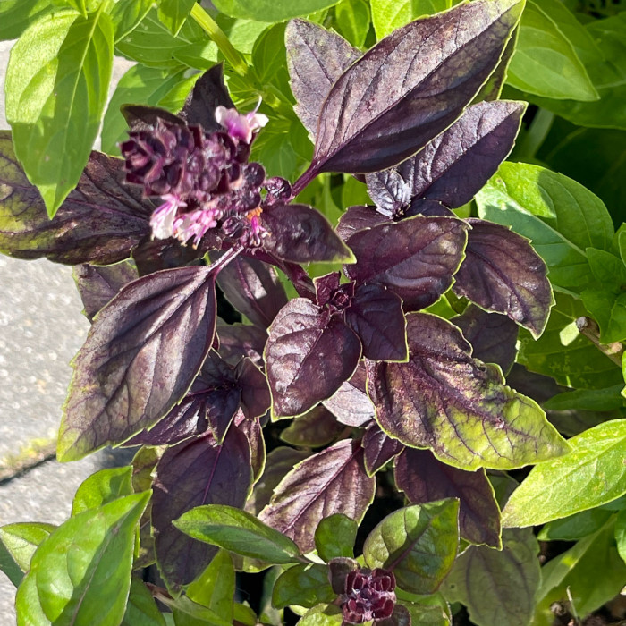 Basil mix