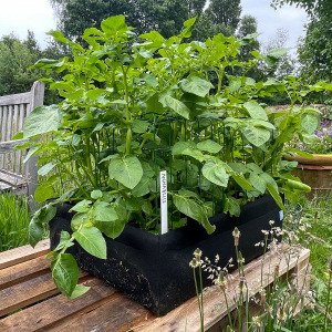 Aardappelpakket met MM-airbak