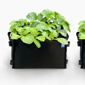 Potato package with 4 black MM-minis 