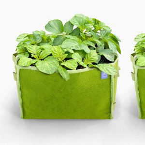 Potato package with 4 green MM-minis 