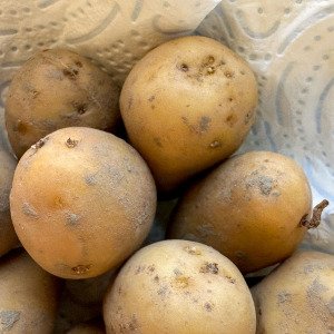 Potato package with 4 green MM-minis 