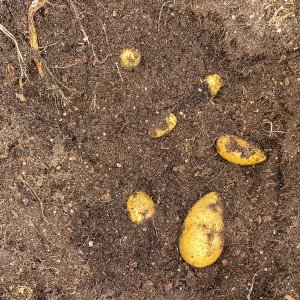 Aardappelpakket met 4x MM-mini's