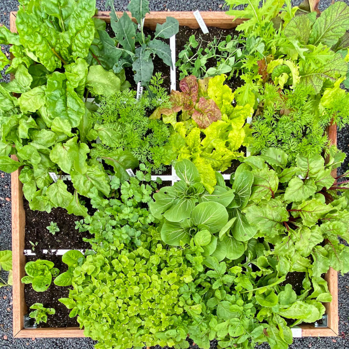 Welke groentes kies jij voor je tuin?