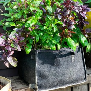 Basil mix
