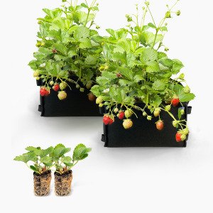 Aardbeienpakket met 2x MM-mini zwart