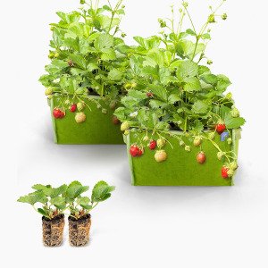 Aardbeienpakket met 2x MM-mini groen