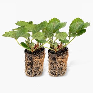 Aardbeienpakket met groene en zwarte MM-mini