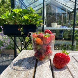 Aardbeienpakket met groene en zwarte MM-mini