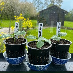 Airpots
