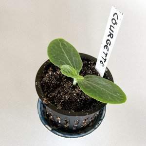Airpots