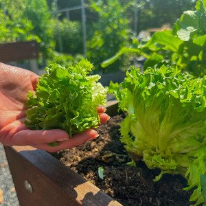 Green Batavia lettuce Pro
