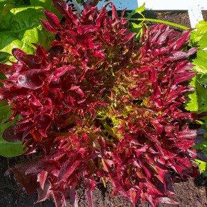 Crispy Red lettuce Pro