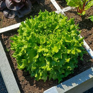Setje met 4 soorten Salanova pluksla