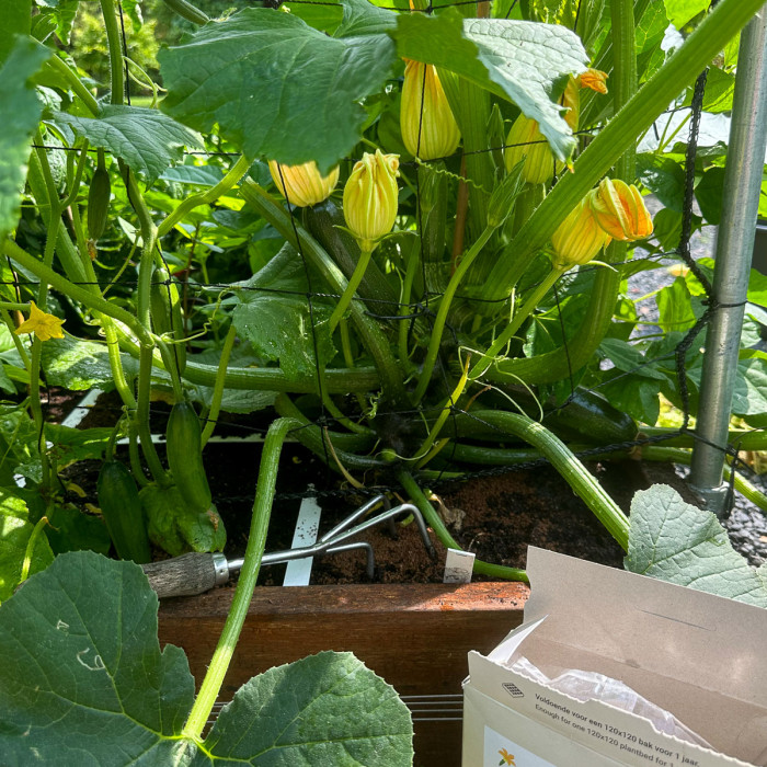 Juli in de moestuin: klusjes en ruimen