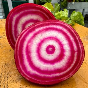 Chioggia biet