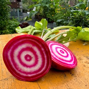 Chioggia biet