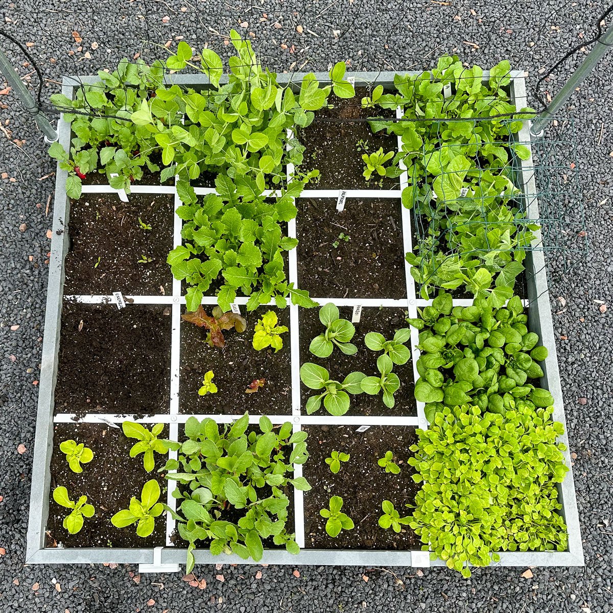 Precies diep genoeg, duidelijk raster en vakken van 30x30 cm