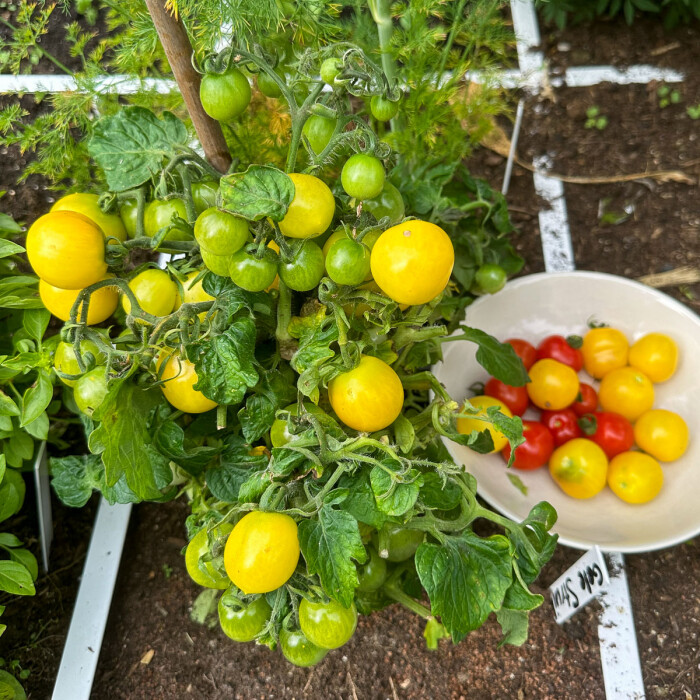Vochtig en warm? Let op je tomaten!