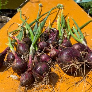 Red Winter Onions