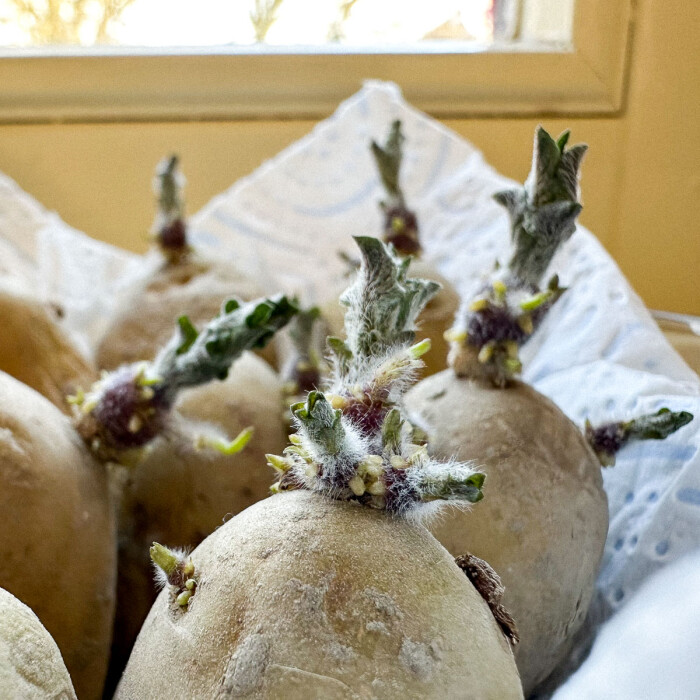 Maak je moestuin klaar voor de start