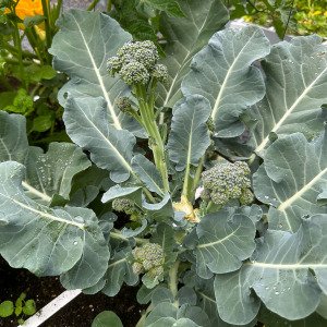 Baby broccoli