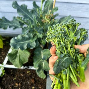 Baby broccoli