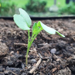 Baby broccoli