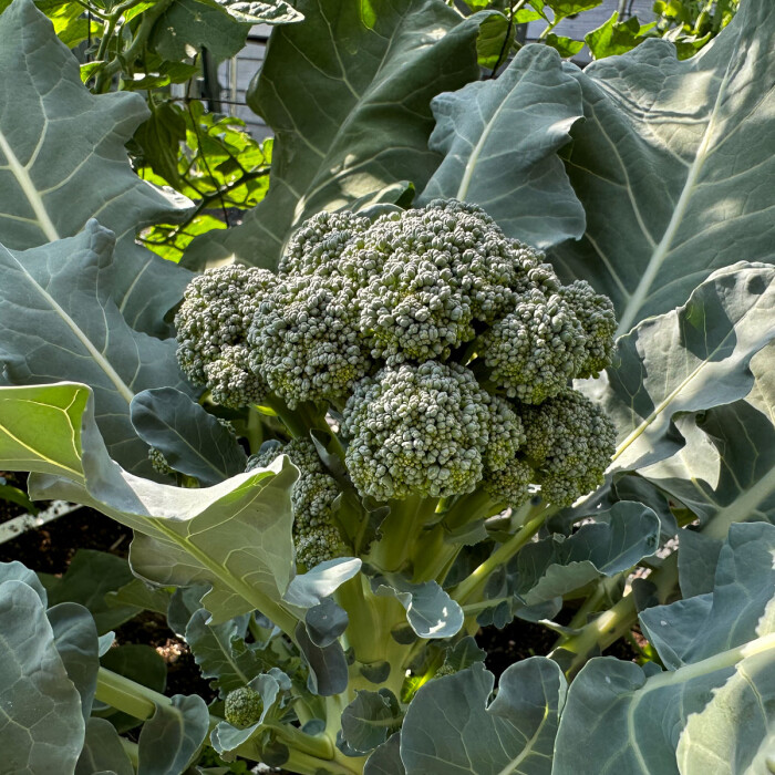 Twee nieuwe soorten én tomaten zaaien