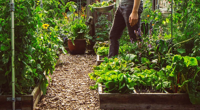 De Makkelijke Moestuin heeft geen business-model