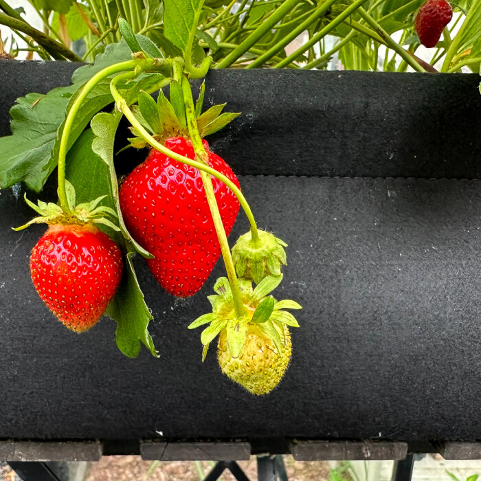 Pasen, lente, én aardbeien 🍓