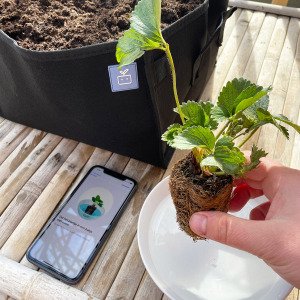 Twee aardbeienplantjes - doordragend