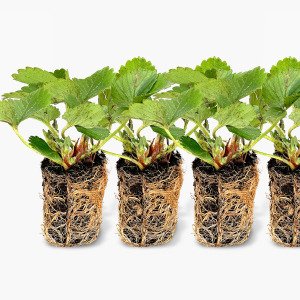 Aardbeienpakket met MM-airbak