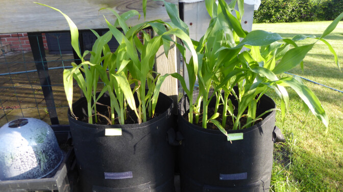 P1040742___media_library_original_672_37