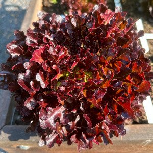 Salanova seed-starting kit