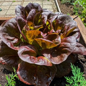 Salanova seed-starting kit