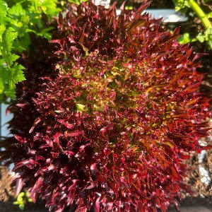 Salanova seed-starting kit