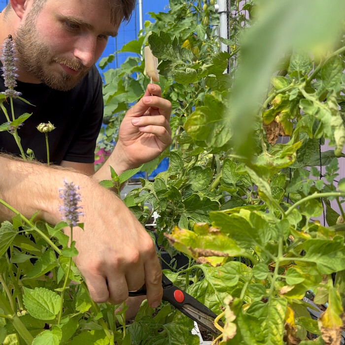 Actuele zomertips - o.a. voor tomaten