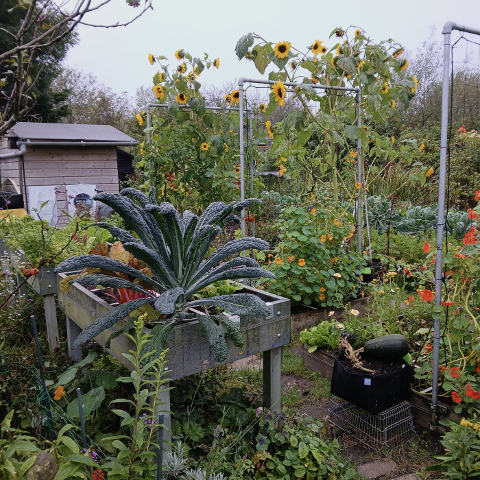 Moestuinieren in de herfst