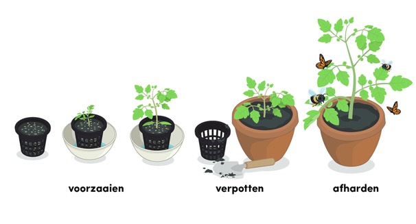 Hulp bij het verzorgen van de je tomatenplant van zaadje tot oogst: de Makkelijke Moestuin app